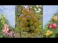 Растрескивание ягод винограда  Виноград  2020