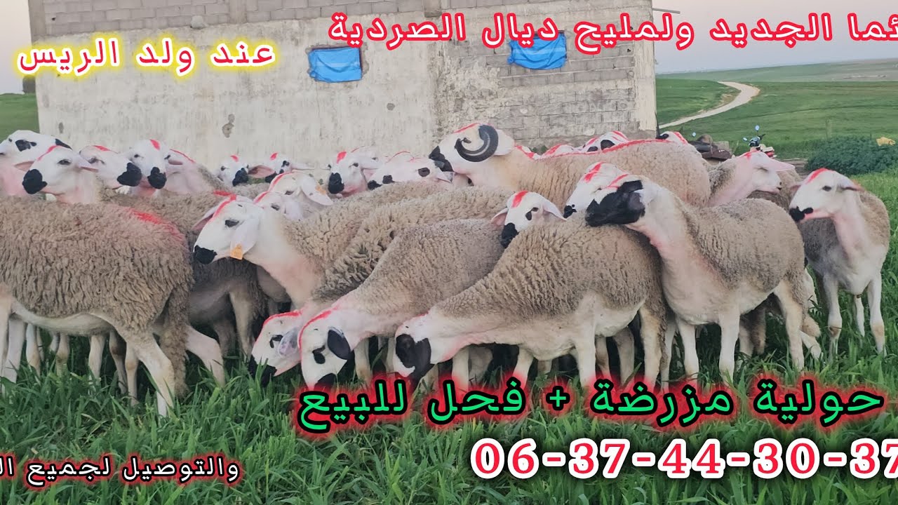اليوم من كيسر 40 حولية مليحة وكاملة معمرة +فحل للبيع عند الأخ سعيد 0637443037