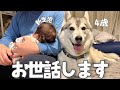 【1日密着】まるで母親のように赤ちゃんをお世話するハスキー犬が愛おしすぎた…