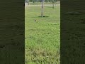 save the animals🫶🌿🦆🌍