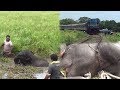 Injured baby elephant rescued by wildlife officers !