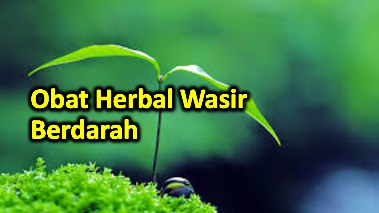 Obat Herbal Wasir Berdarah