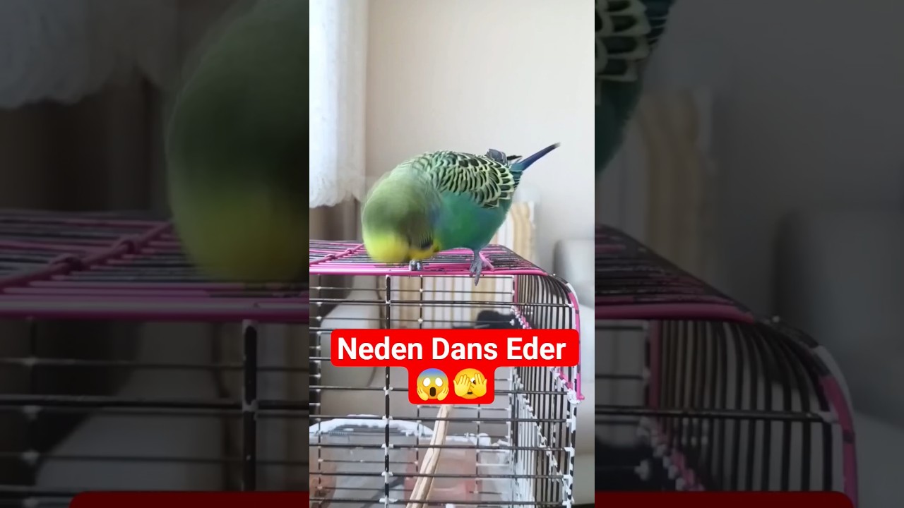 “Kuşunuz Neden Dans Ediyor Gibi Hareket Ediyor?” 🐦 Şaşırtıcı 3 Neden! #muhabbetkuşu #birds