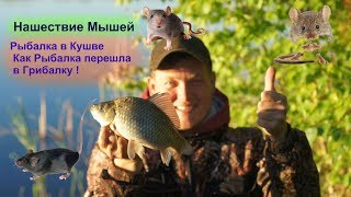 Рыбалка в Кушве - Как Рыбалка перешла в Грибалку ! Нашествие Мышей! Рыбалка в Кушве - Как Рыбалка перешла в Грибалку ! Нашествие Мышей!
