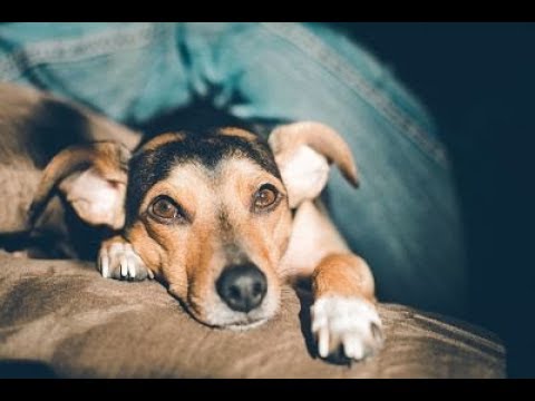 why does my dog dig before lying down