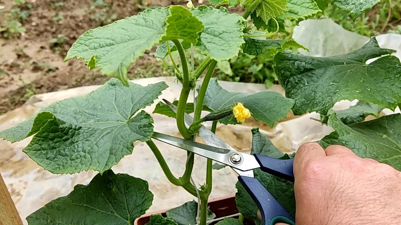 Оторвите все, что есть в огурце, и выбросьте, соберите МНОГО фруктов... , новые появятся через 3 дня