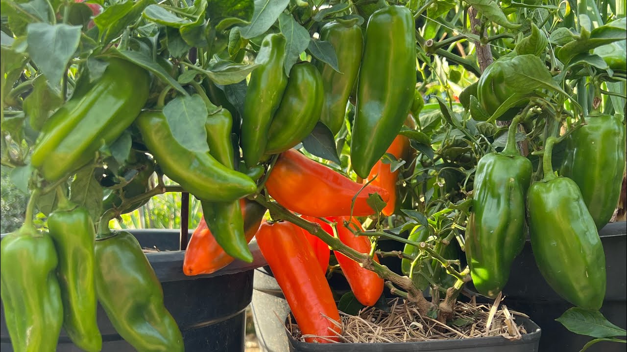 VEJA aqui o melhor ADUBO ORGÂNICO para PIMENTÃO tombar de tantos FRUTOS