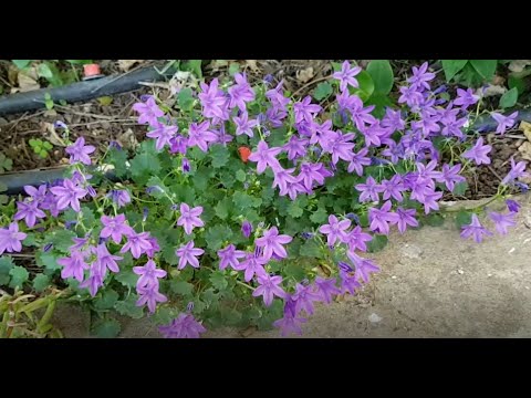 Vidéo: Campanula Bellflower Care - Conditions de culture des campanules