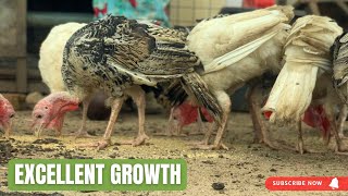 How to reduce feed cost and still get excellent growth in turkey farming