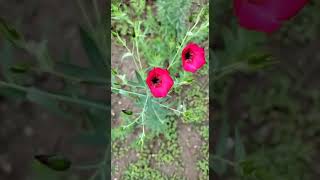 Linum grandiflorum plant Resimi