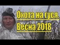 ОХОТА НА ГУСЯ 2018 Весна Одиночки и двоечки ОХОТА НА ГУСЯ 2018 Весна Одиночки и двоечки