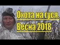 ОХОТА НА ГУСЯ. 2018. Весна Одиночки и двоечки.