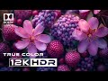 Epic Visual Feast 12k HDR 60FPS | Dolby Vision