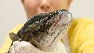 How to cook Snakehead !! (Korean style Fried Fish)