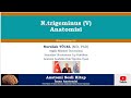 N. trigeminus (V) Anatomisi (Nöroanatomi 55) Nurullah YÜCEL (Md, PhD)