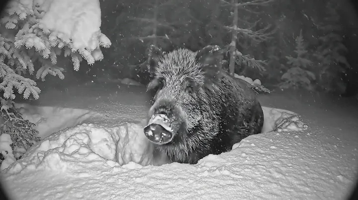 Alaska Trail Camera: A Torn Wild Boar, a Dominant Grizzly