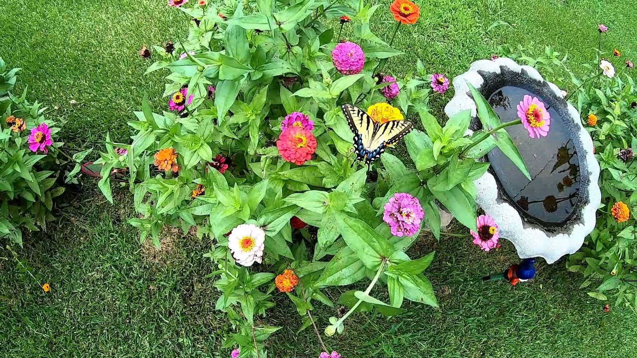 Pwalpar VLOG Medical Update 7 20 2021