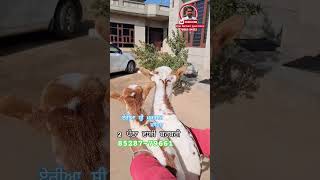 2 ਪੱਠਾ ਵਾਲੀ ਬਰਬਰੀ ਬੱਕਰੀ ਸੇਲ ਏਰੀਆ ਸ਼੍ਰੀ ਮੁਕਤਸਰ ਸਾਹਿਬ ਮੋਬਾਈਲ ਨੰਬਰ 85287-79661