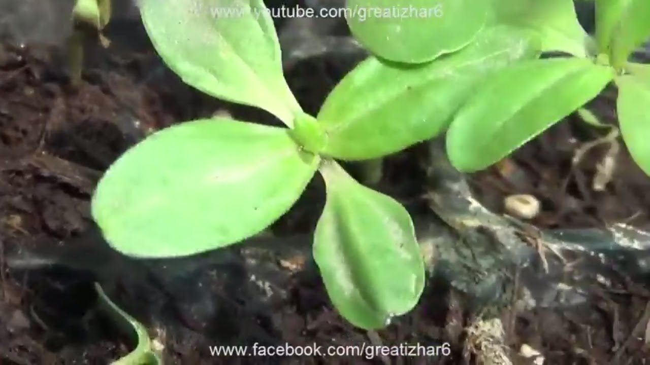 How to Grow Zinnia Flower From Seeds   How to Germinate Seeds   Summer  Flower   Start to End Urdu