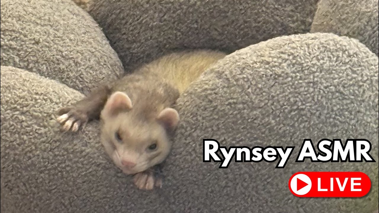Rynsey ASMR is live!