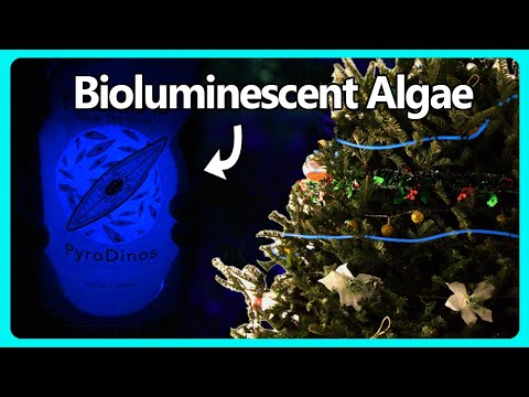 genetically-modified-fluorescent-christmas-ornaments