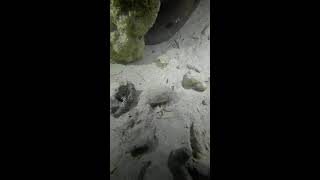 Underwater Secrets of a Deserted Island