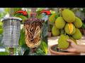 🌿Want to Grow Jackfruit Trees FASTER? Try Air Layering Now