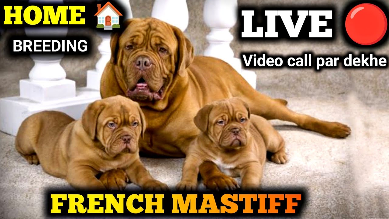french mastiff puppy for sale || french mastiff puppies price in india
