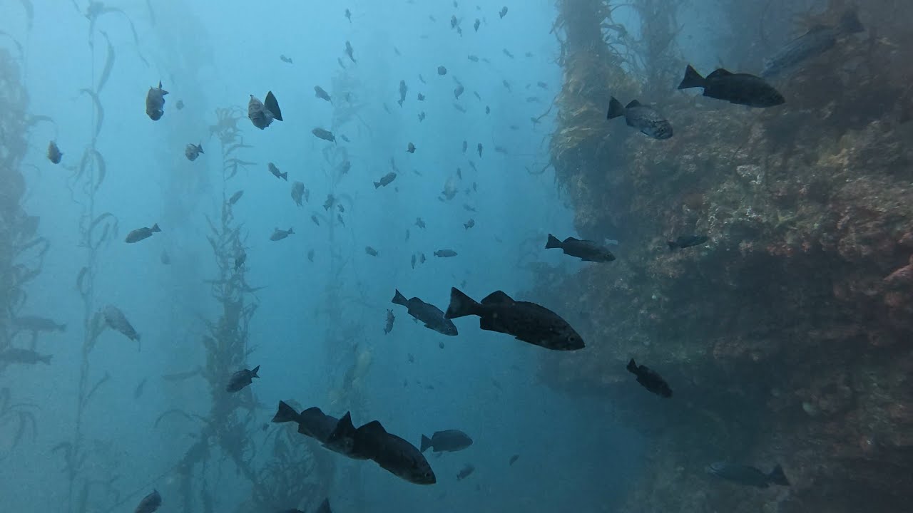 Dive the Kelp Forest of Stillwater Cove, Carmel, California