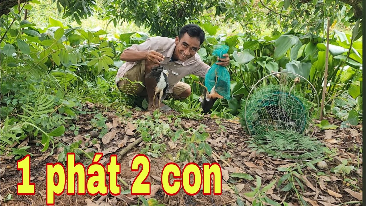 Quá Hấp Dẫn Bẫy Chim Quốc Lần Đầu Tiên Dính Kèo Xiên Đôi # SĂN BẮT ĐỒNG THÁP #