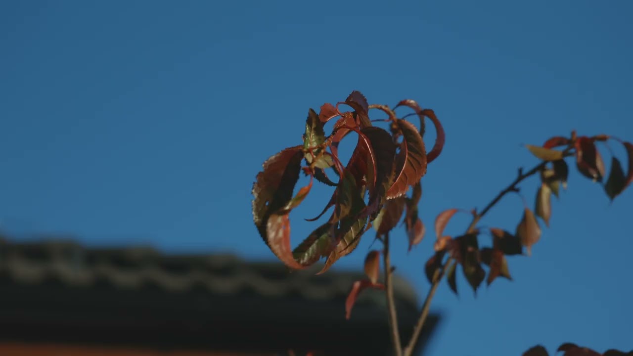 Videoprohlídka domu na prodej