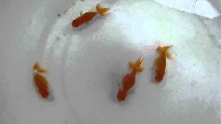 MVI_9053.AVI