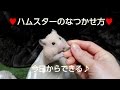 【大成功】ハムスターがなつく飼い方!手乗りの方法!おもしろ可愛いハムスター How to became  hamsters friendly to you