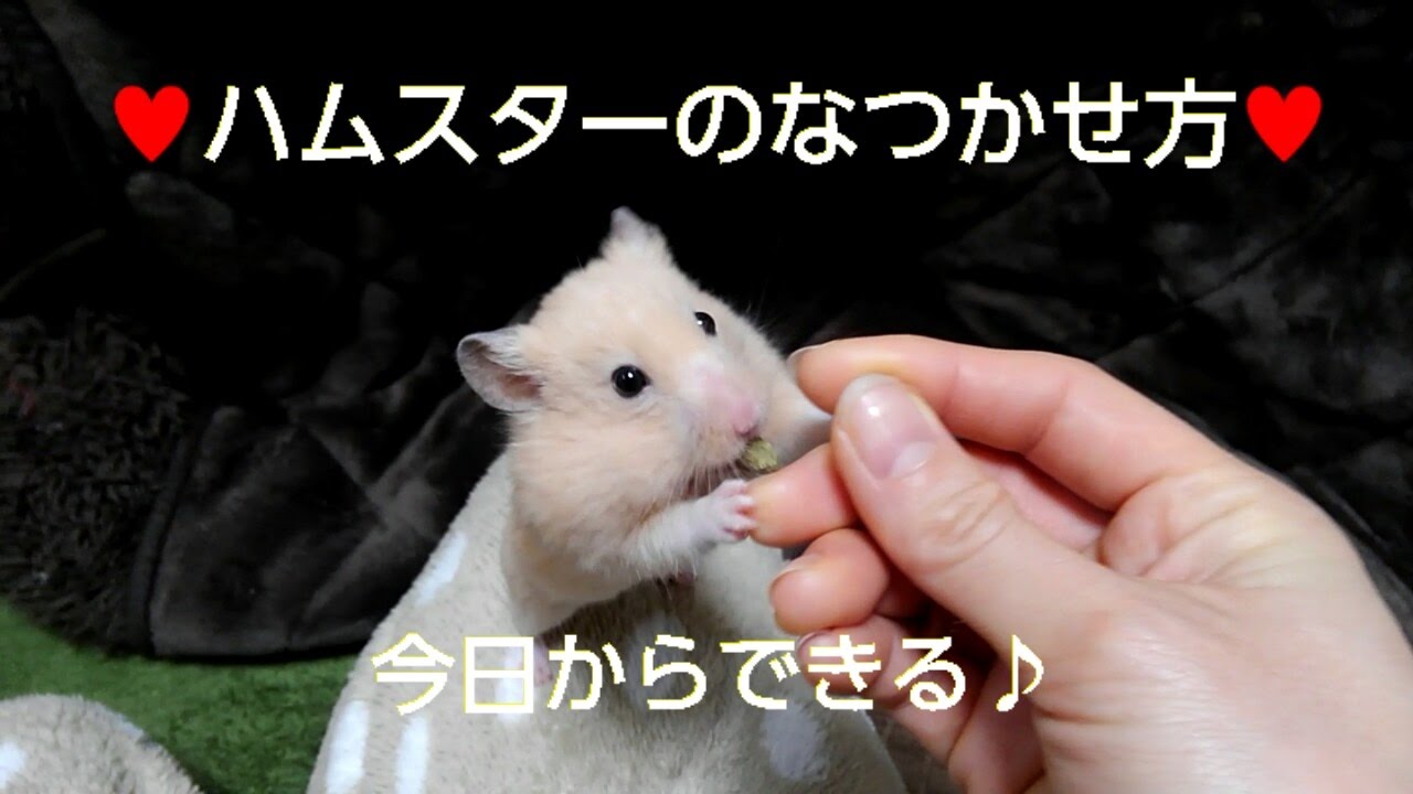 大成功 ハムスターがなつく飼い方 手乗りの方法 おもしろ可愛いハムスター How To Became Hamsters Friendly To You Youtube