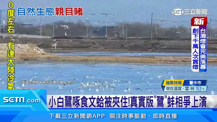 成语真实版！白鹭.文蛤之战 上演“鹭”蚌相争｜三立新闻网 SETN.com - 天天要闻