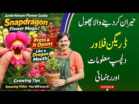 Antirrhinum (Snapdragon) Flower Guide | Amazing Mouth Opening Flower + Growing Tips