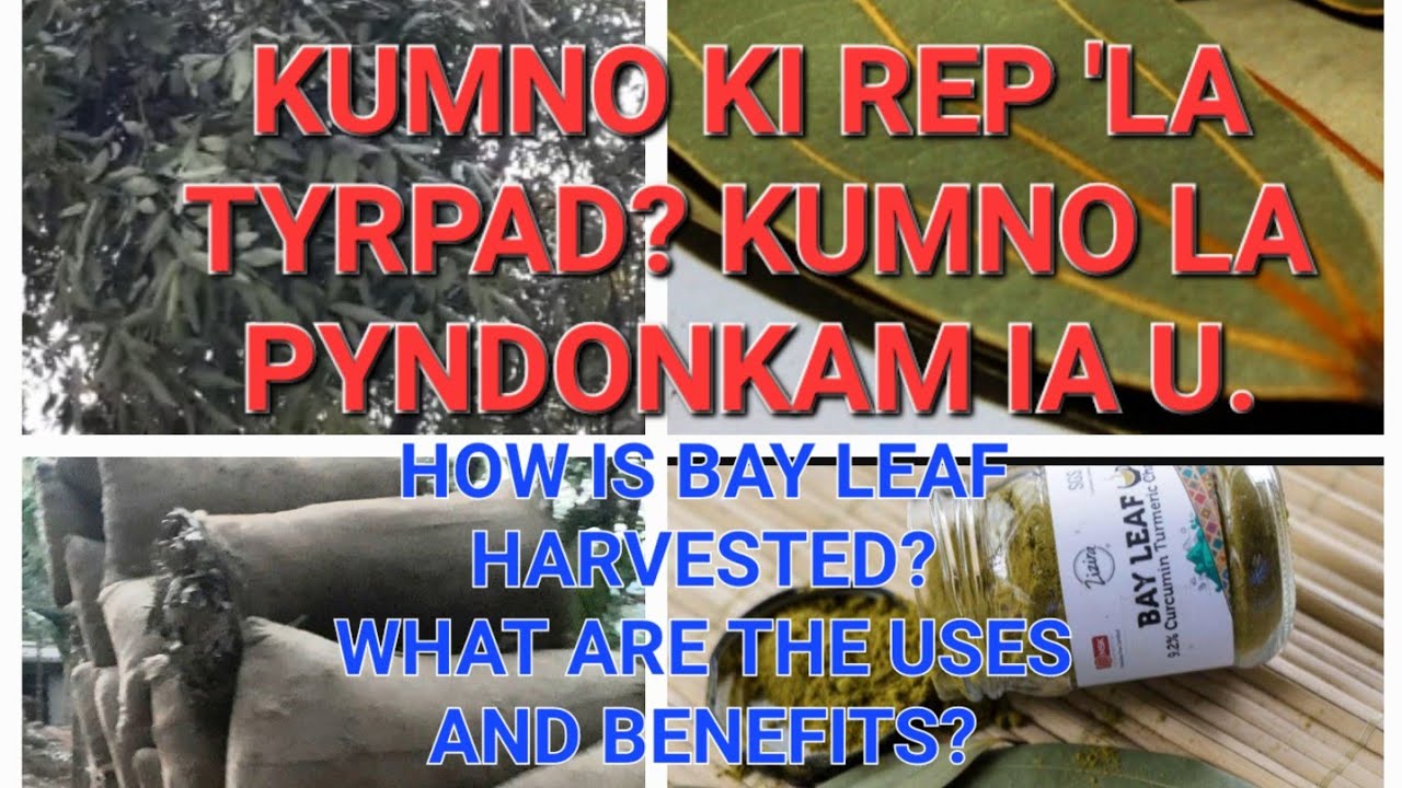 BAY LEAF HARVESTING, ITS USES AND BENEFITS. KUMNO LA REP 'LA TYRPAD
