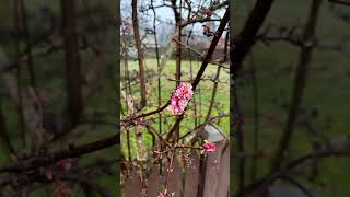 #bloom #spring #garden #superbloom #flowers #wildflowers #botanicalgarden #urbanlandscape #nature
