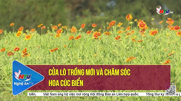 Cửa Lò trồng mới và chăm sóc hoa cúc biển