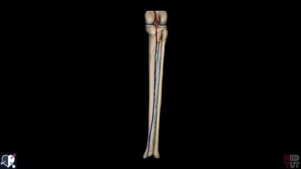 Untere Extremität - Arterien - Unterschenkel - 3D