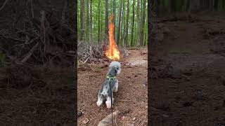 Archie the Dandie Puppy loves burn season #cutepuppies #puppy #doglover #puppyshorts #dogshorts