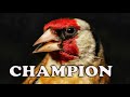 GOLDFINCH Champion 12h ⬇️ See The Description ⬇️