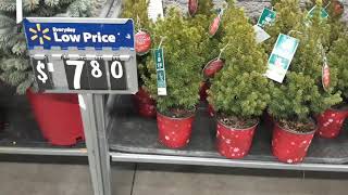 MINI CHRISTMAS TREES AT WALMART