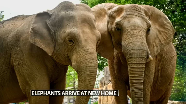 Louisville Zoo elephants Punch and Mikki arrive at 'retirement' sanctuary in Tennessee