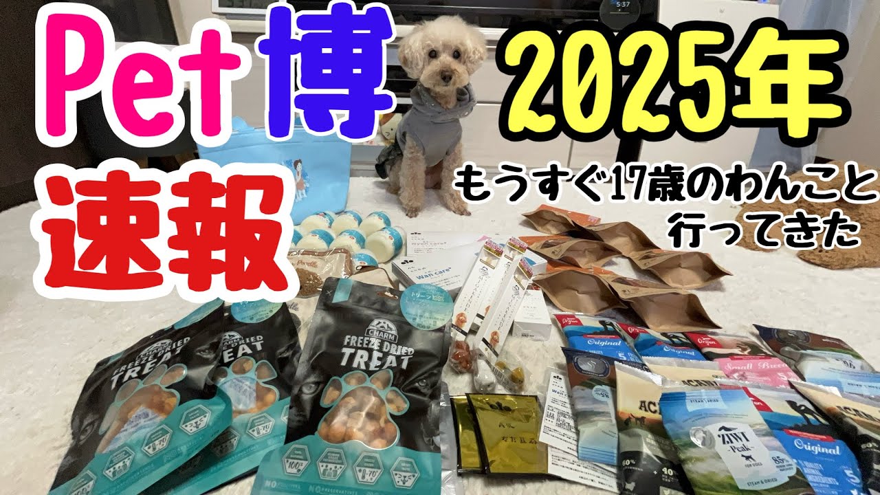 【11月1日Pet博2025速報】もうすぐ17歳✨老犬いっちゃんが行ってきた！老犬にも優しいアイテムがたくさん🐶💖