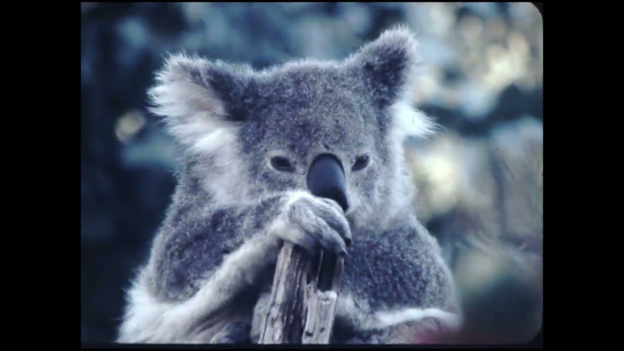 SCAN KOALA TEST 1980s KODAK REVERSAL GRADED AND DENOISED