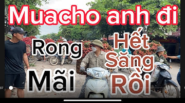 Vải Thiều Lục ngạn Bắc Giang cập Nhật giá ngày 15/6/2023.tại kim 1 Phượng Sơn lục ngạn Bắc Giang