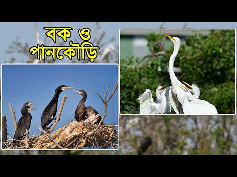 বক ও পানকৌড়ির লুকানো প্রতিভা, যা কেউ আপনাকে জানায়নি! | Herons and Cormorants