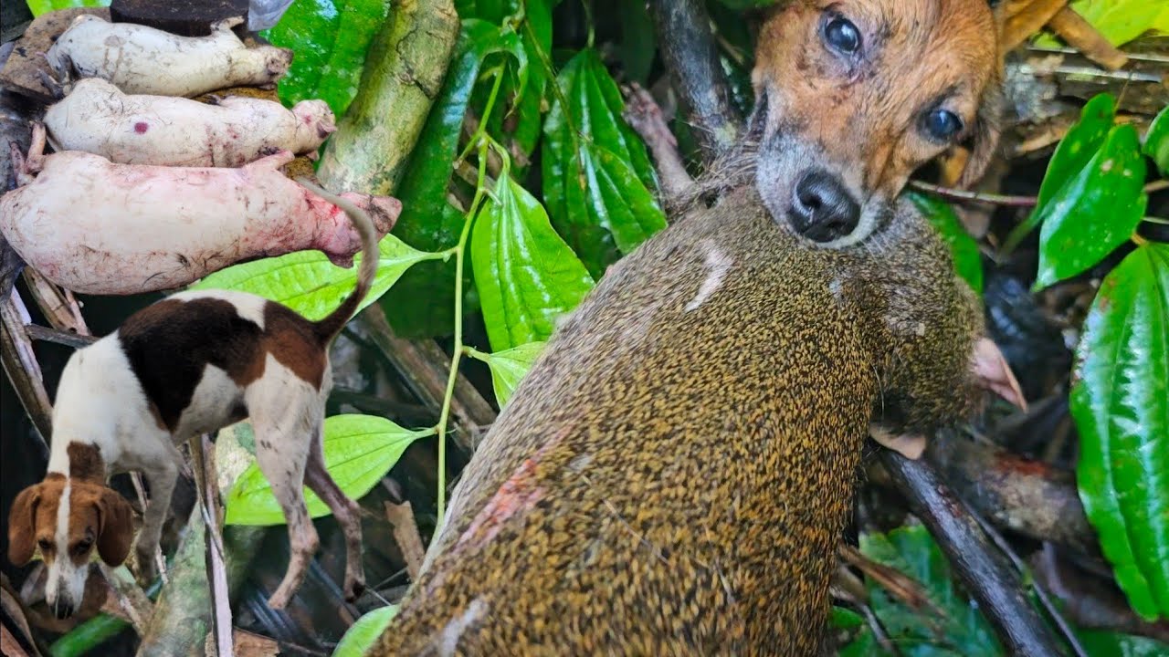 Безумная охота на агути с соседями и друзьями.