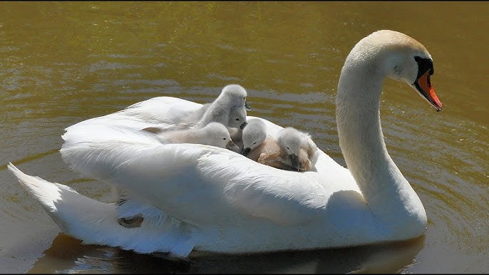 Law-Abiding Family of Swans Cross Road at Pedestrian Crossing 